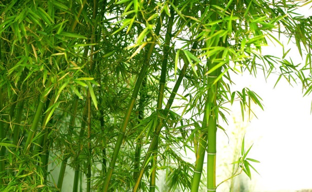 14 Потрясающих преимуществ листьев бамбука для здоровья, которые Вы должны знать