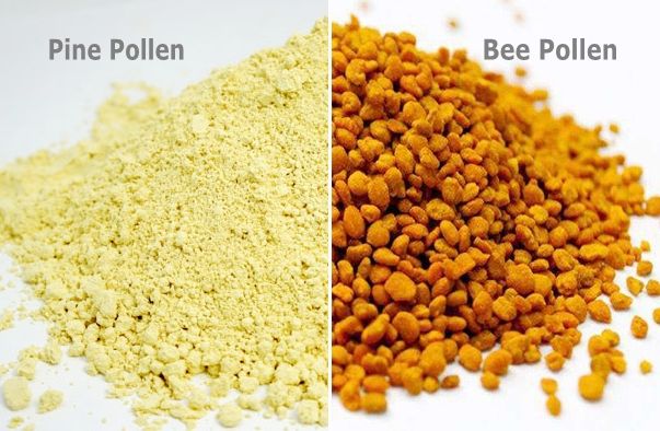 Отличие сосновой пыльцы от пыльцы пчел