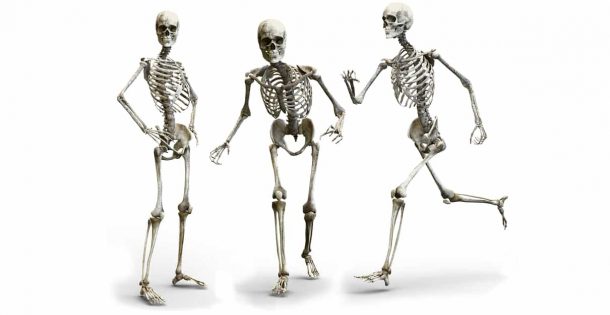 15 интересных фактов о скелетной системе