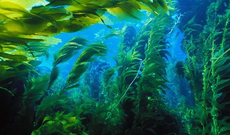 Ламинария - Удивительная польза для здоровья морских водорослей