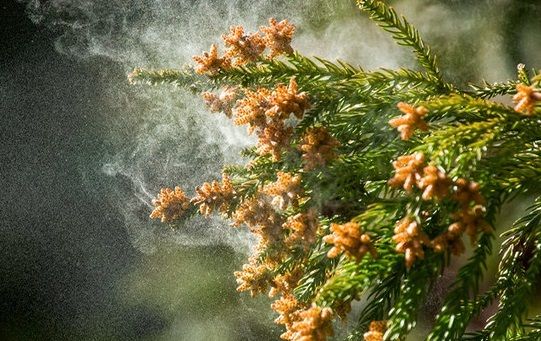 Основные преимущества пыльцы сосны для здоровья