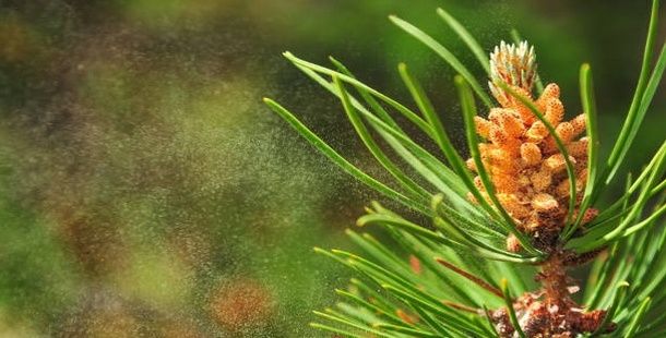 Пыльца сосны и повышение естественного иммунитета