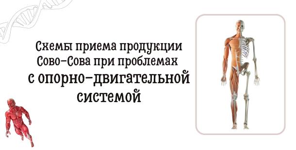 Схемы приема продукции Сово-Сова при проблемах с опорно-двигательной системой